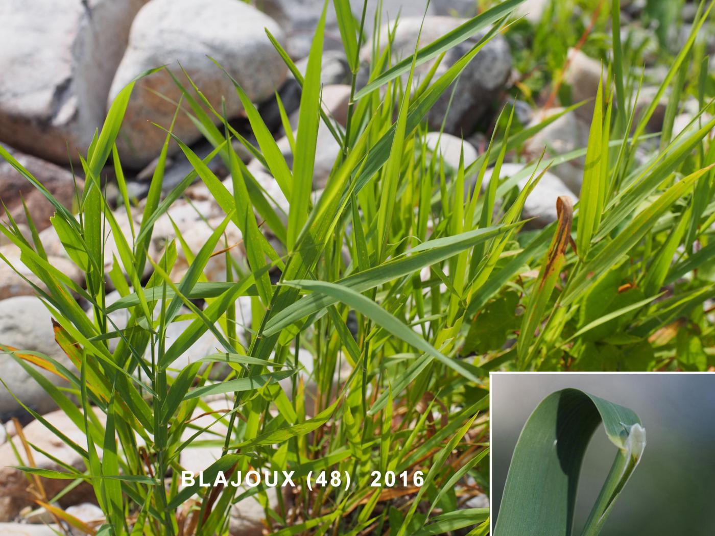 Canary grass, Reed leaf